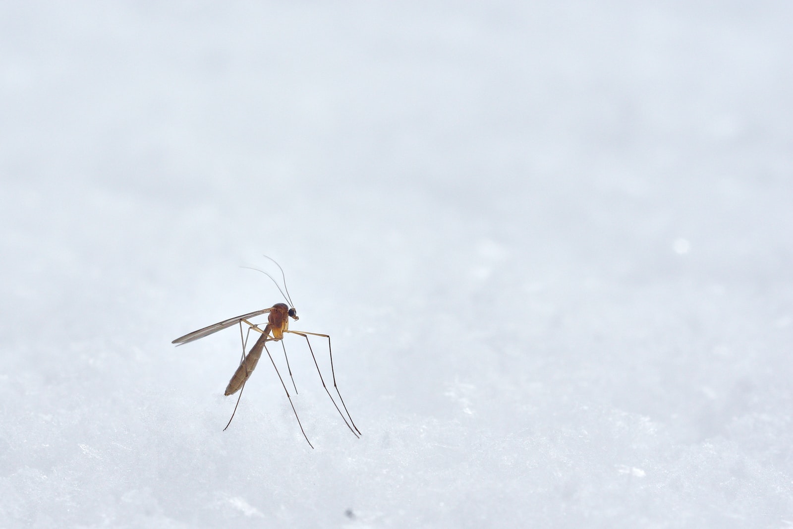 Sivrisinek Isırığı Kaşıntısı Nasıl Geçer? Sivrisinek Isırığı Kaşıntısına Ne İyi Gelir?