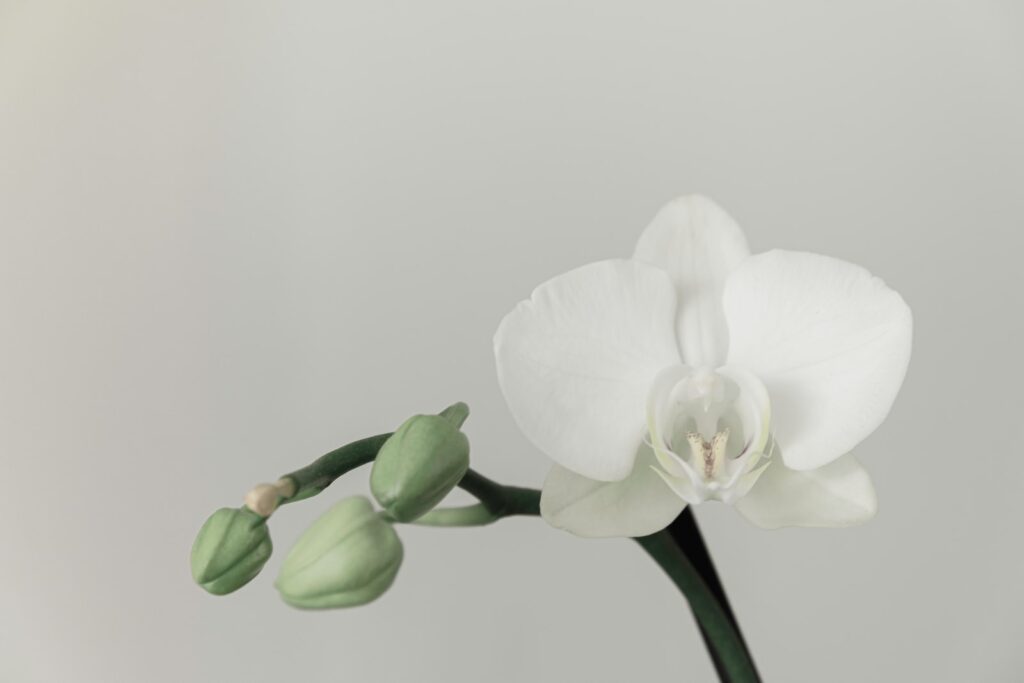 Orkidenin insanlar üzerindeki etkisi