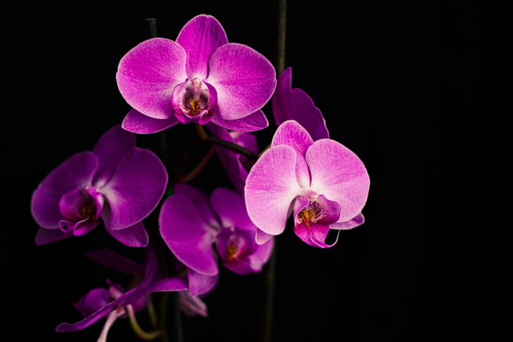 Orkidenin insanlar üzerindeki etkisi