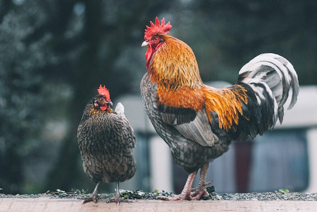 Tavuk Çiftliği Maliyeti ve Kazancı