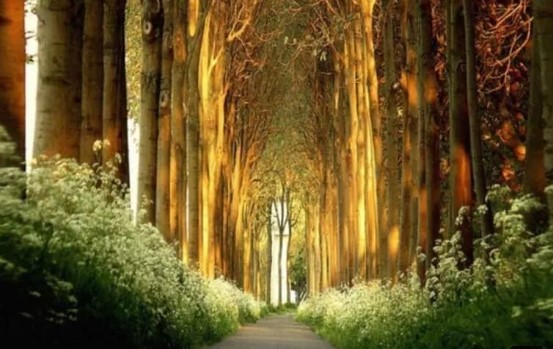 Dünyanın En Güzel ve Benzersiz Ağaç Tünelleri...