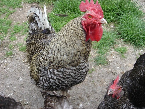 Bir Tavuk Çiftliği Maliyeti ve Kazancı Ne Kadardır ? Gezen Tavuk Çiftliği Maliyeti