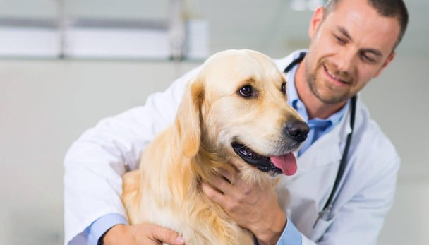 Evcil Hayvanınız İçin Veteriner Kliniği Seçerken Dikkat Etmeniz Gerekenler Nelerdir?