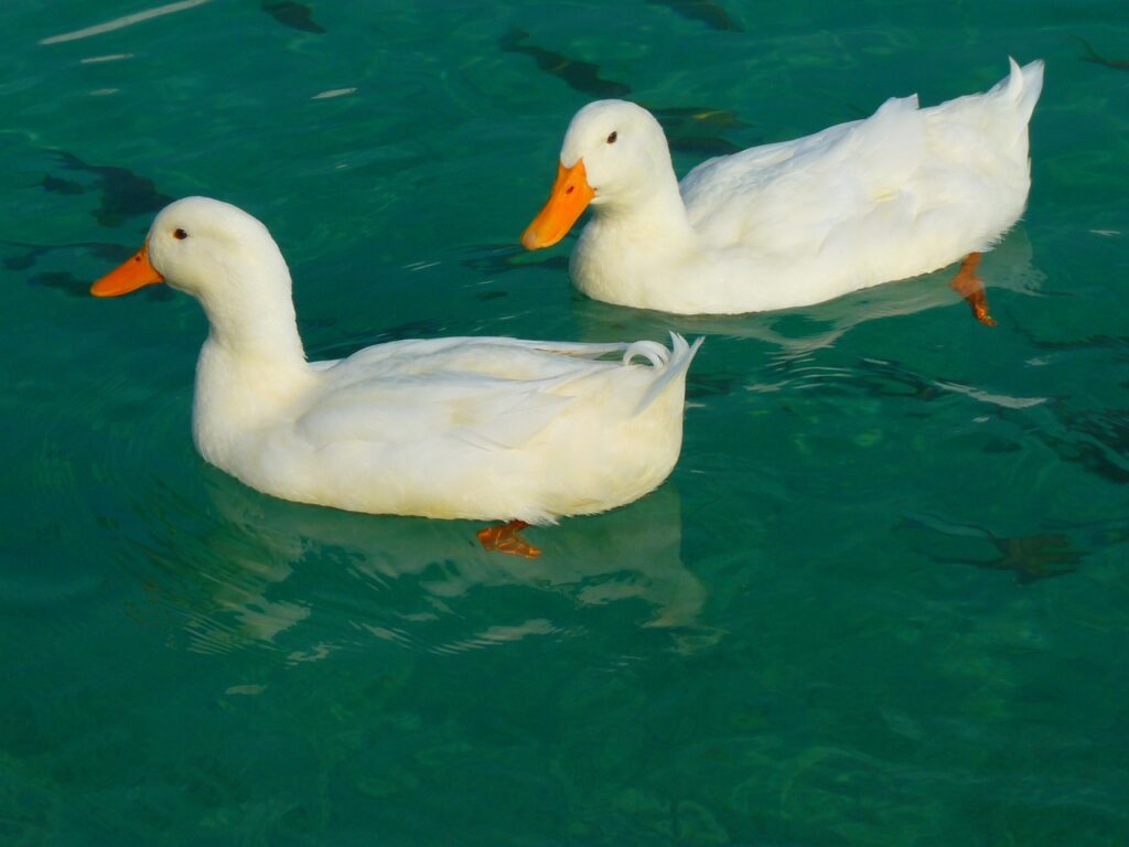 Albino Ördek duck, white, ducks