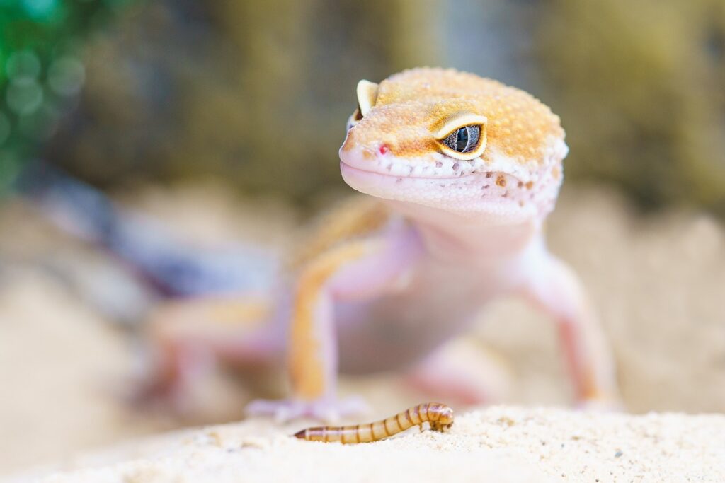 gecko, reptile, terrarium