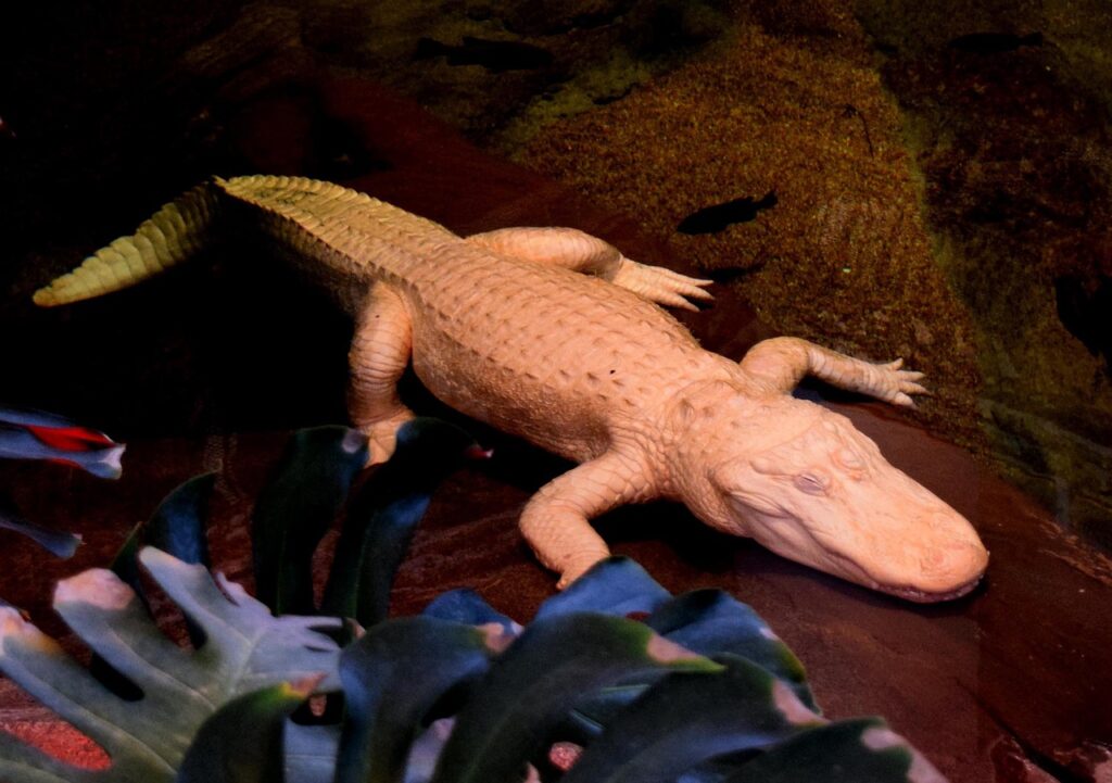 albino alligator, white, california academy of sciences