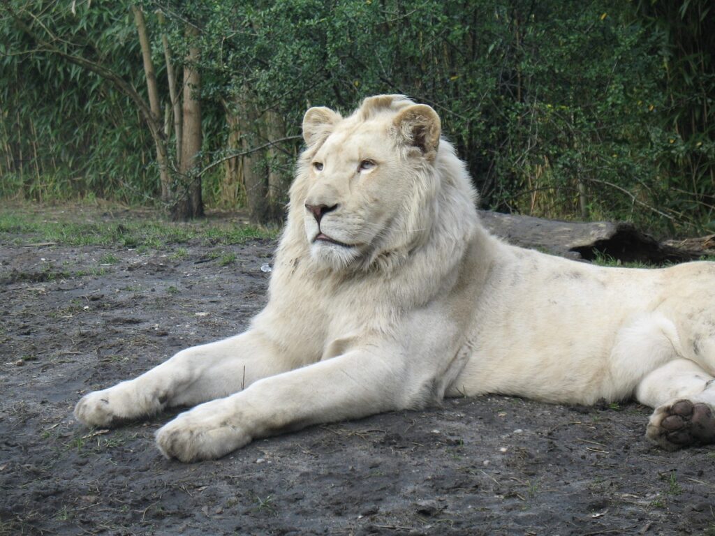 Albino Aslan zoo, lion, albino