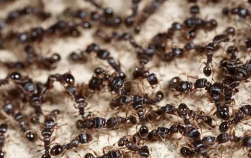 Karıncaları Evden Ne Kovar | Karınca Bir Eve Neden Gelir?