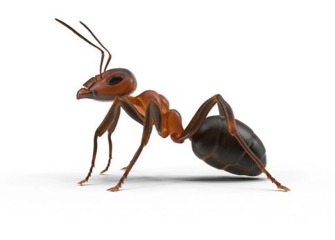 Karıncaları Evden Ne Kovar | Karınca Bir Eve Neden Gelir?