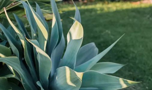 Agave Şurubu Nedir | Agave Şurubu Sağlıklı mı? Agave Şurubu Kullanım Alanları Neler?