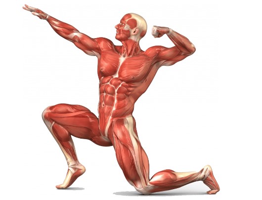 Muskazon Fiyat Bilgisi Ne | Muskazon Nedir Ne İçin Kullanılır?