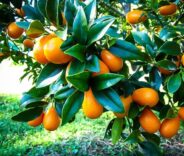 Kamkat Faydaları Neler? Kamkat Meyvesi Nerede Yetiştirilir? 