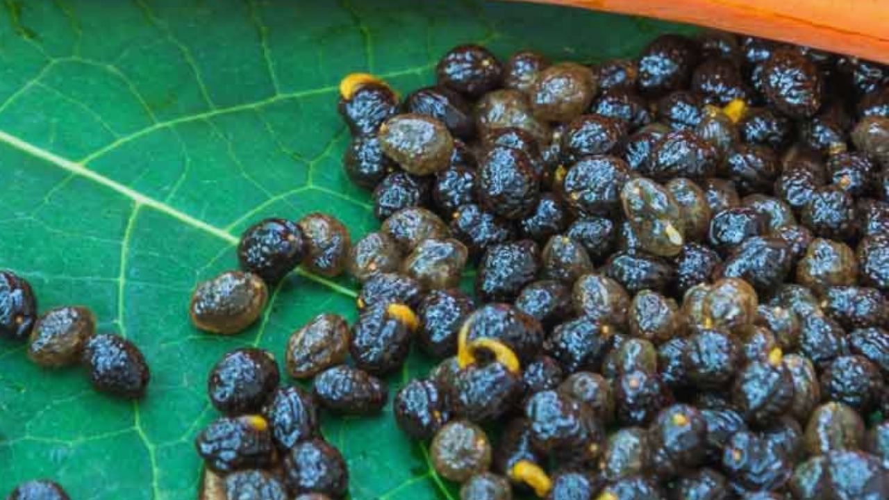 aci-cehre-tohumu-ne-ise-yarar