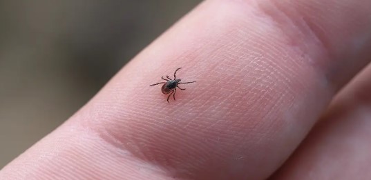 Keneler Uçar mı? Kene En Çok Nereye Yapışır? Kenenin Hangi Türü Zararlı?