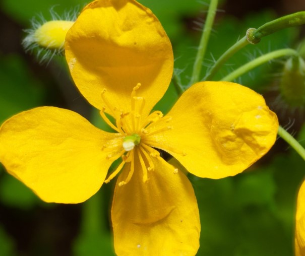 Kırlangıç Otu Bitkisi Neye İyi Gelir | Kırlangıç Otu Göz Tedavisinde Nasıl Kullanılır? 