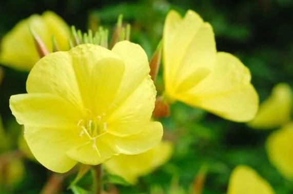 Çuha Çiçeği Yağı Ne İşe Yarar | Çuha Çiçeği Yağı Hangi Hastalıklara İyi Gelir? 