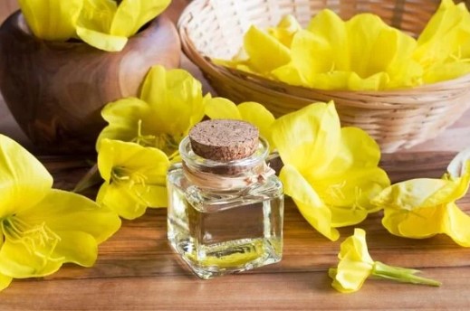 Çuha Çiçeği Yağı Ne İşe Yarar | Çuha Çiçeği Yağı Hangi Hastalıklara İyi Gelir? 