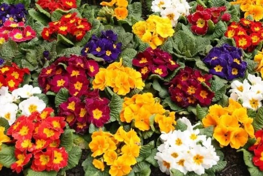 Çuha Çiçeği Yağı Ne İşe Yarar | Çuha Çiçeği Yağı Hangi Hastalıklara İyi Gelir? Çuha Çiçeği Yağı Ne İşe Yarar | Çuha Çiçeği Yağı Hangi Hastalıklara İyi Gelir? 