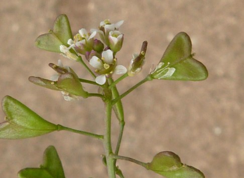 Çoban Çantası Otu Neye İyi Gelir | Çoban Çantası Otu Kullanım Alanları Nelerdir?