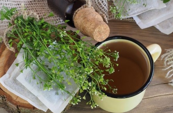 Çoban Çantası Otu Neye İyi Gelir | Çoban Çantası Otu Kullanım Alanları Nelerdir?