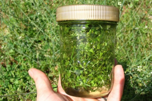 Çoban Çantası Otu Neye İyi Gelir | Çoban Çantası Otu Kullanım Alanları Nelerdir? 