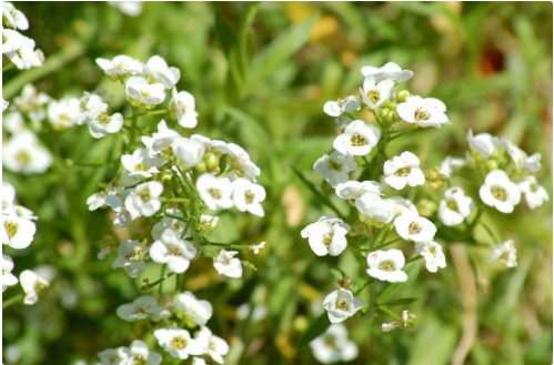 Çoban Çantası Otu Neye İyi Gelir | Çoban Çantası Otu Kullanım Alanları Nelerdir?