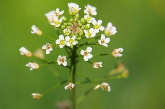 Çoban Çantası Otu Neye İyi Gelir | Çoban Çantası Otu Kullanım Alanları Nelerdir? Çoban Çantası Otu Neye İyi Gelir | Çoban Çantası Otu Kullanım Alanları Nelerdir?