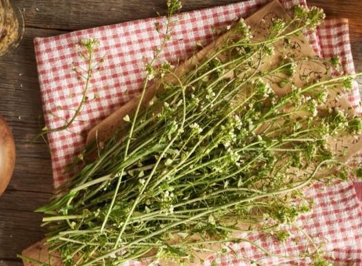 Çoban Çantası Otu Neye İyi Gelir | Çoban Çantası Otu Kullanım Alanları Nelerdir?