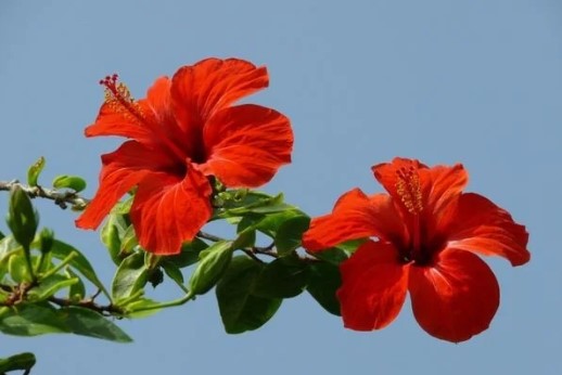 Hibiskus Çayı Zayıflatır mı | Hibiskus Çayının Ne Gibi Faydaları Var? 