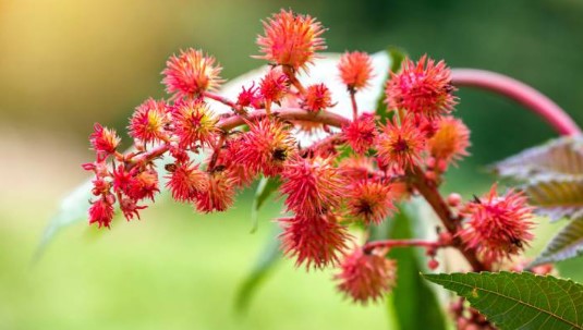 Hint Yağı Faydaları Neler | Hint Yağı Nereye Sürülür? Yüzüme Hint Yağı Sürersem Ne Olur? 