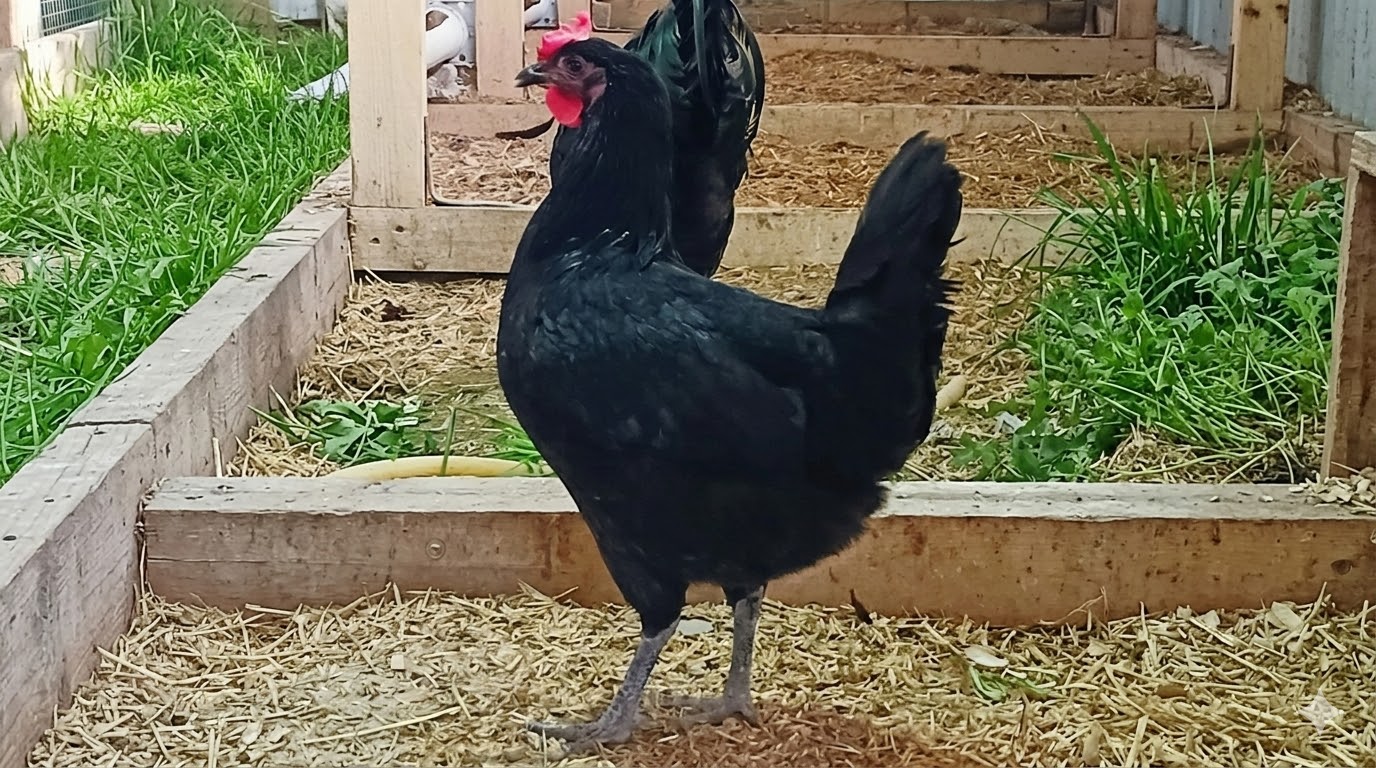 Denizli Tavuğu