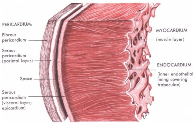Kalp Kası Kalınlaşması Neden Olur | Kalp Kalınlaşması Tehlikeli midir?
