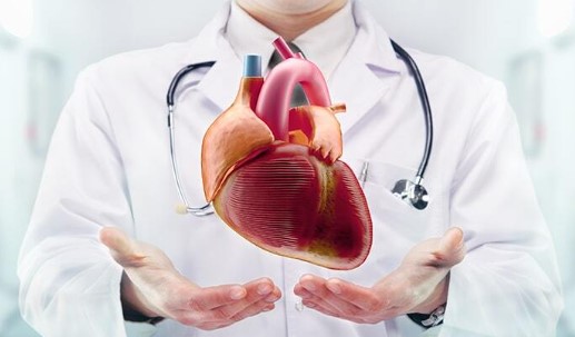 Kalp Kası Kalınlaşması Neden Olur | Kalp Kalınlaşması Tehlikeli midir?