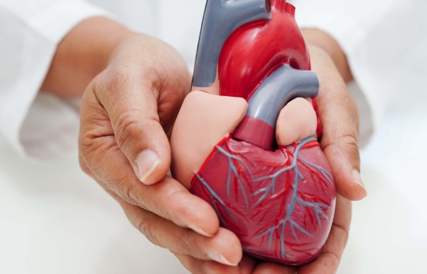 Kalp Kası Kalınlaşması Neden Olur | Kalp Kalınlaşması Tehlikeli midir?