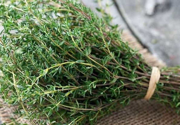 Kekik Çayı Faydaları Neler | Kekik Çayı Zayıflatır mı? Kekik Çayı Şekeri Düşürür mü?