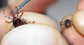Keneler Uçar mı? Kene En Çok Nereye Yapışır? Kenenin Hangi Türü Zararlı? 