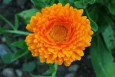 Aynısefa Çayı Faydaları Nelerdir | Aynısefa Çiçeği Hangi Hastalıklara İyi Gelir? 