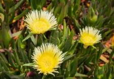 Buz Çiçeği Bakımı Nasıl Olmalı | Buz Çiçeği Hangi Ortamı Sever?  