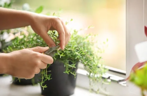 Kekik Çayı Faydaları Neler | Kekik Çayı Zayıflatır mı? Kekik Çayı Şekeri Düşürür mü?