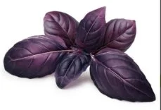 Reyhanın Faydaları Nelerdir | Reyhan Bitkisi Hangi Hastalıklara İyi Gelir? 