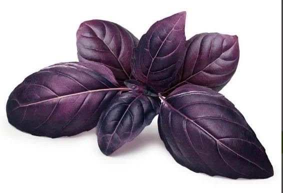 Reyhanın Faydaları Nelerdir | Reyhan Bitkisi Hangi Hastalıklara İyi Gelir? 