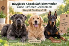 Büyük Irk Köpek Sahiplenmeden Önce Bilmeniz Gerekenler: Hangi Irk Size Uygun?